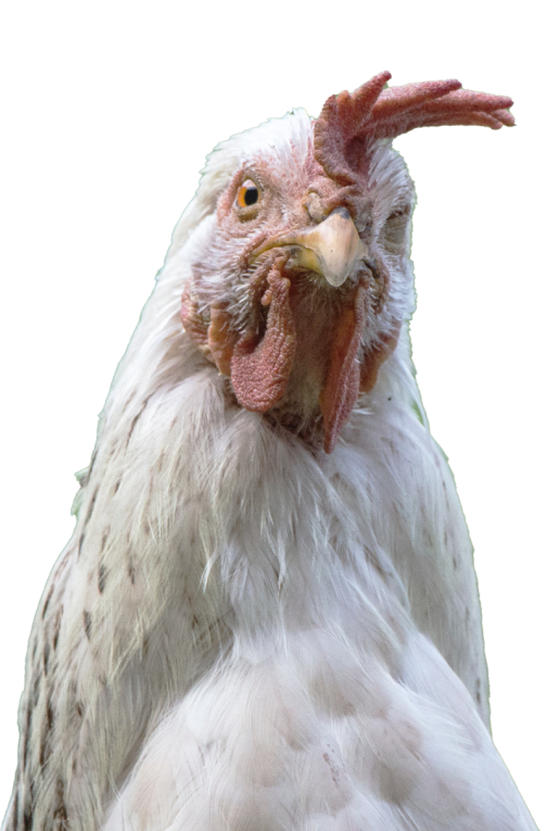 chicken-flexitarianism