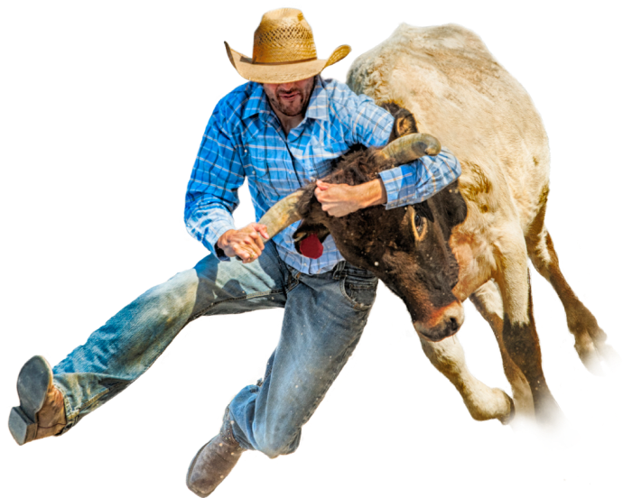 cowboy-bull
